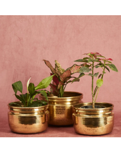 Brass Planters